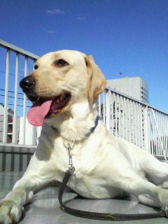 盲導犬アンソニーがゆく!